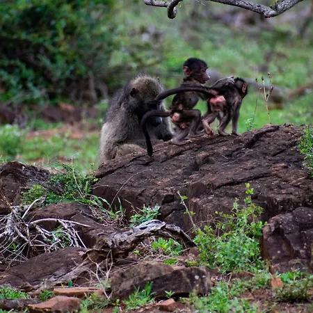 Adventure Bush Villa Marloth Park Exterior photo