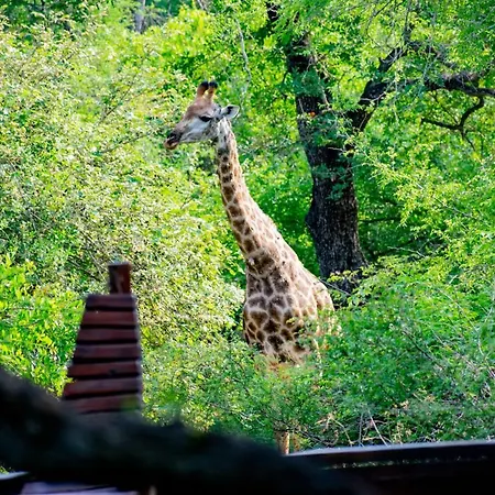 Adventure Bush Villa Marloth Park Exterior photo